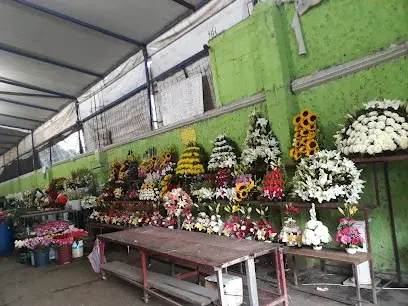 FLORERIA ISAFLOR (RUTIFLOR)