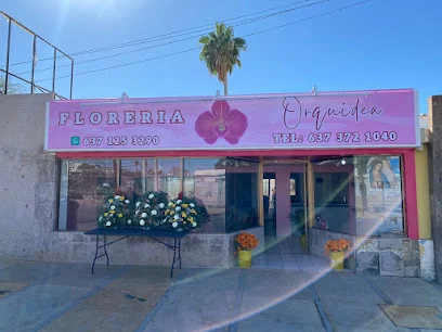 Floreria orquidia